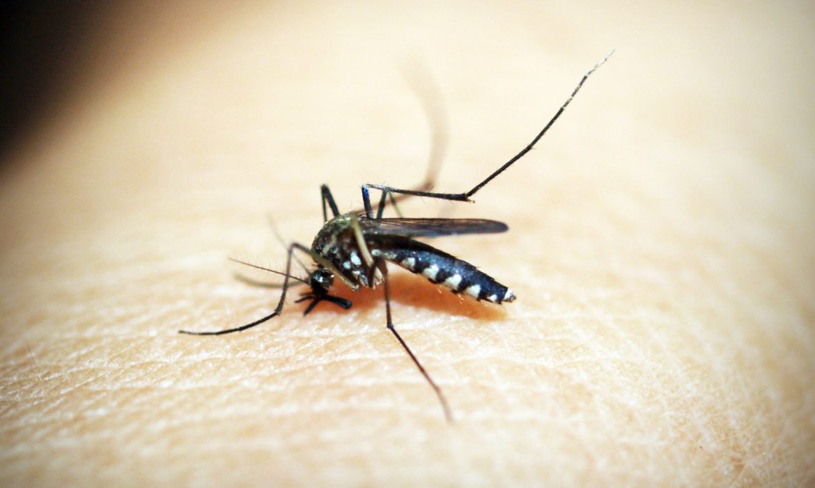 La importancia de usar repelente para prevenir picaduras de mosquitos
