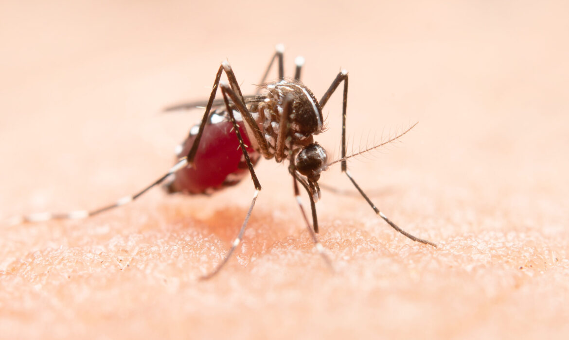 <strong>Lluvias y mosquitos: Conozca la manera de prevenir el dengue y el Zica y evitar complicaciones</strong>